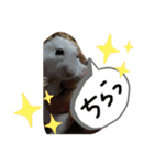 はむのいる生活（個別スタンプ：13）