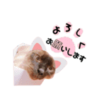 トイプードル  と  時々  猫  Part2（個別スタンプ：3）