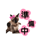トイプードル  と  時々  猫  Part2（個別スタンプ：4）