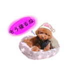 トイプードル  と  時々  猫  Part2（個別スタンプ：12）
