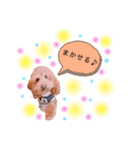 トイプードル  と  時々  猫  Part2（個別スタンプ：15）