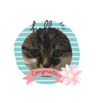 子猫ちゃん(animal)（個別スタンプ：1）