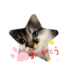 子猫ちゃん(animal)（個別スタンプ：3）