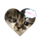 子猫ちゃん(animal)（個別スタンプ：4）