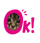 子猫ちゃん(animal)（個別スタンプ：6）