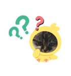 子猫ちゃん(animal)（個別スタンプ：7）