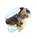 子猫ちゃん(animal)（個別スタンプ：8）