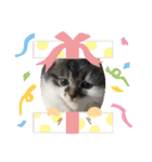 子猫ちゃん(animal)（個別スタンプ：12）