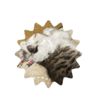 子猫ちゃん(animal)（個別スタンプ：13）