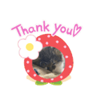 子猫ちゃん(animal)（個別スタンプ：14）