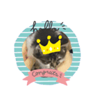 子猫ちゃん(animal)（個別スタンプ：16）