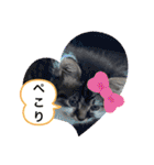 子猫ちゃん(animal)（個別スタンプ：17）