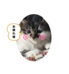 子猫ちゃん(animal)（個別スタンプ：19）