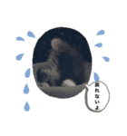 子猫ちゃん(animal)（個別スタンプ：20）