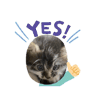 子猫ちゃん(animal)（個別スタンプ：22）