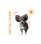 【敬語】毎日使える！クッキーくん♩（個別スタンプ：1）