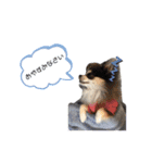 【敬語】毎日使える！クッキーくん♩（個別スタンプ：2）