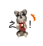 【敬語】毎日使える！クッキーくん♩（個別スタンプ：11）