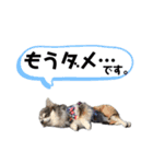 【敬語】毎日使える！クッキーくん♩（個別スタンプ：12）