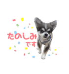 【敬語】毎日使える！クッキーくん♩（個別スタンプ：15）