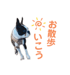 ボステリのイギー（個別スタンプ：6）