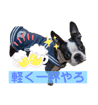 ボステリのイギー（個別スタンプ：18）