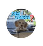 シャンススタンプ（個別スタンプ：1）