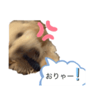 シャンススタンプ（個別スタンプ：2）