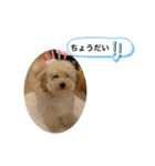 シャンススタンプ（個別スタンプ：4）