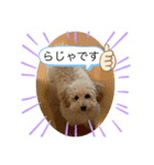 シャンススタンプ（個別スタンプ：5）