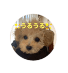 シャンススタンプ（個別スタンプ：8）