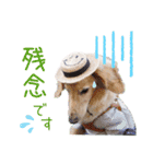 ふわりんブランちゃん＆らぶりートリルくん（個別スタンプ：3）