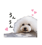 ふわりんブランちゃん＆らぶりートリルくん（個別スタンプ：15）