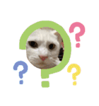 白猫ホイップ（個別スタンプ：1）