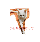 白猫ホイップ（個別スタンプ：3）