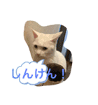白猫ホイップ（個別スタンプ：7）