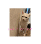 白猫ホイップ（個別スタンプ：11）