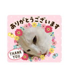 白猫ホイップ（個別スタンプ：14）