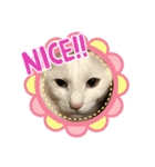 白猫ホイップ（個別スタンプ：15）
