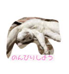 白猫ホイップ（個別スタンプ：18）