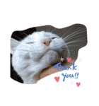 白猫ホイップ（個別スタンプ：22）
