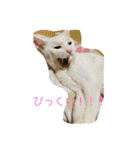 白猫ホイップ（個別スタンプ：26）