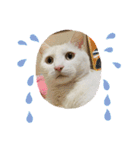 白猫ホイップ（個別スタンプ：27）