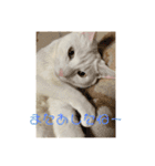 白猫ホイップ（個別スタンプ：28）