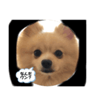 プウ太郎（個別スタンプ：1）