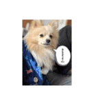 プウ太郎（個別スタンプ：5）