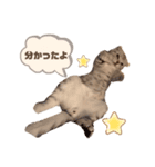 たぬもた⑦（個別スタンプ：1）