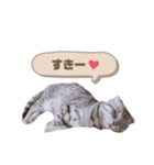 たぬもた⑦（個別スタンプ：2）