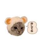 たぬもた⑦（個別スタンプ：4）