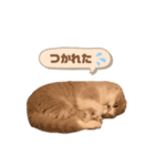 たぬもた⑦（個別スタンプ：7）